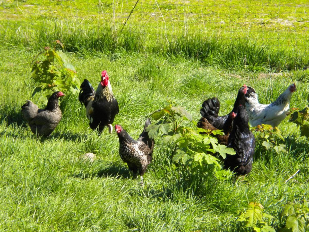 Bindesbolgard Farm Holiday Give Luaran gambar