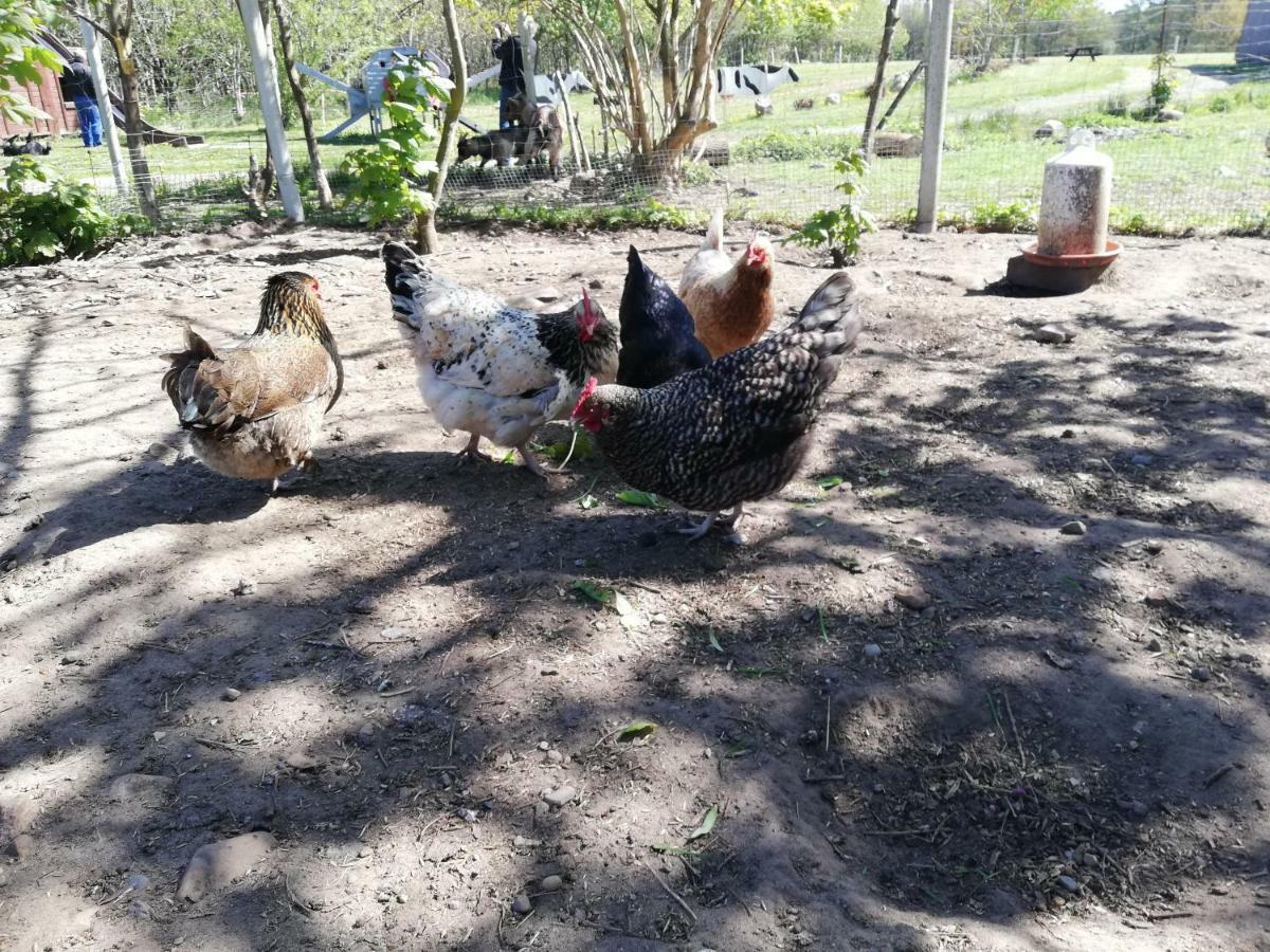 Bindesbolgard Farm Holiday Give Luaran gambar